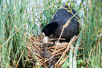 Faune des marais<br>NIKON D4, 700 mm, 2000 ISO,  1/1600 sec,  f : 7.1 